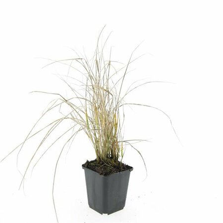 Calamagrostis acutiflora 'Karl Foerster' P9 - afbeelding 9