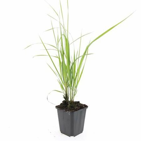 Calamagrostis acutiflora 'Karl Foerster' P9 - afbeelding 8