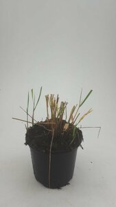 Calamagrostis acutiflora 'Karl Foerster' P9 - afbeelding 3