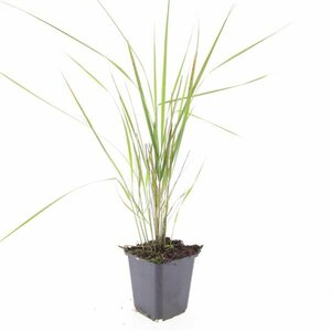 Calamagrostis acutiflora 'Karl Foerster' P9 - afbeelding 7