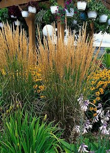 Calamagrostis acutiflora 'Karl Foerster' P9 - afbeelding 12