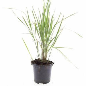 Calamagrostis acutiflora 'Karl Foerster' P9 - afbeelding 18