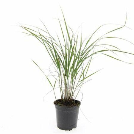 Calamagrostis acutiflora 'Karl Foerster' P9 - afbeelding 2