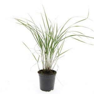 Calamagrostis acutiflora 'Karl Foerster' P9 - afbeelding 2