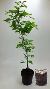 Fagus sylvatica - afbeelding 12