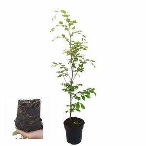 Fagus sylvatica - afbeelding 14