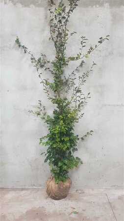 Fagus sylvatica - afbeelding 2