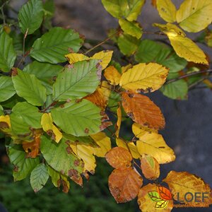Fagus sylvatica 150/175 C.