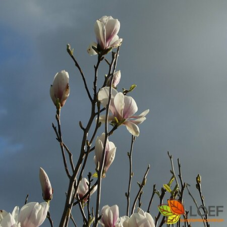 Magnolia soulangeana 125/150 C. - afbeelding 1