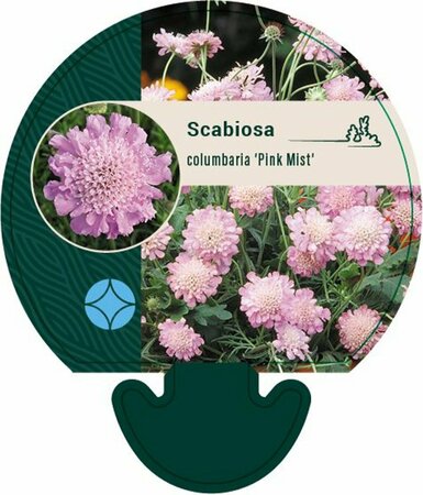 Scabiosa columbaria 'Pink Mist' C2 - afbeelding 2