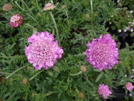 Scabiosa columbaria 'Pink Mist' C2 - afbeelding 3