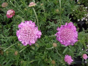 Scabiosa columbaria 'Pink Mist' C2 - afbeelding 3