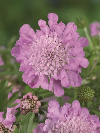 Scabiosa columbaria 'Pink Mist' C2 - afbeelding 5