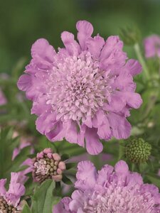 Scabiosa columbaria 'Pink Mist' C2 - afbeelding 5