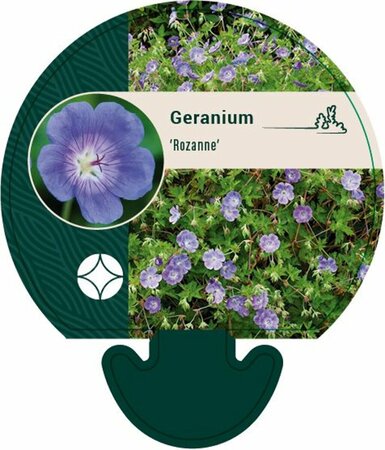 Geranium 'Rozanne' P9 - afbeelding 5