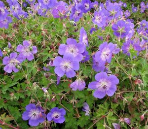 Geranium 'Rozanne' P9 - afbeelding 4