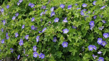 Geranium 'Rozanne' P9 - afbeelding 7