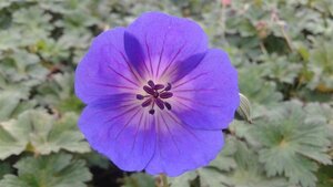 Geranium 'Rozanne' P9