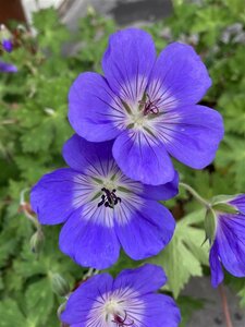 Geranium 'Rozanne' P9 - afbeelding 6
