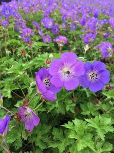 Geranium 'Rozanne' P9 - afbeelding 9
