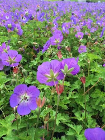 Geranium 'Rozanne' P9 - afbeelding 8