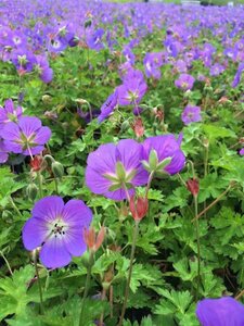 Geranium 'Rozanne' P9 - afbeelding 8