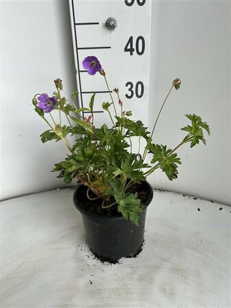 Geranium 'Rozanne' P9 - afbeelding 10