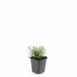 Lavandula angustifolia 'Munstead' C1.5 - afbeelding 16