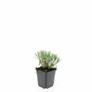 Lavandula angustifolia 'Munstead' C1.5 - afbeelding 15