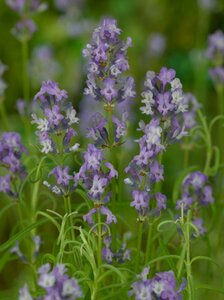 Lavandula angustifolia 'Munstead' C1.5 - afbeelding 8