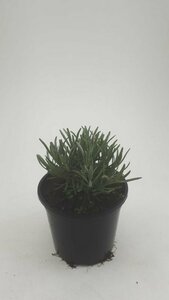 Lavandula angustifolia 'Munstead' C1.5 - afbeelding 17