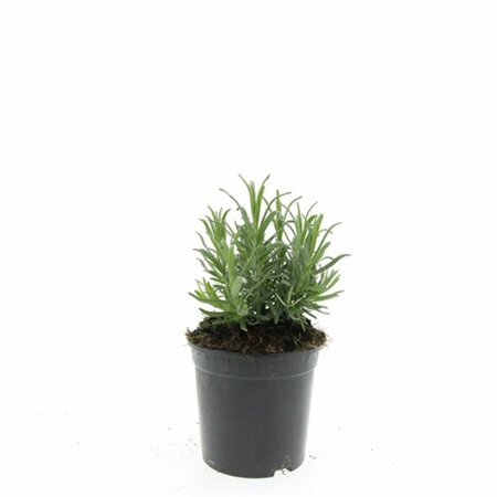 Lavandula angustifolia 'Munstead' C1.5 - afbeelding 21