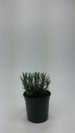 Lavandula angustifolia 'Munstead' C1.5 - afbeelding 22