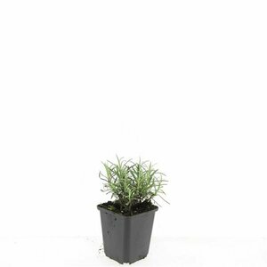 Lavandula angustifolia 'Munstead' C1.5 - afbeelding 27