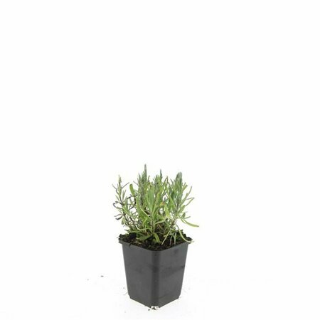 Lavandula angustifolia 'Munstead' C1.5 - afbeelding 2