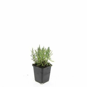 Lavandula angustifolia 'Munstead' C1.5 - afbeelding 2