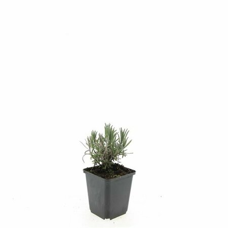 Lavandula angustifolia 'Munstead' C1.5 - afbeelding 3