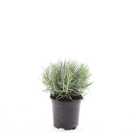 Lavandula angustifolia 'Munstead' C1.5 - afbeelding 26