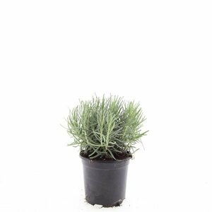 Lavandula angustifolia 'Munstead' C1.5 - afbeelding 26