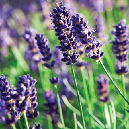 Lavandula angustifolia 'Munstead' C1.5 - afbeelding 9