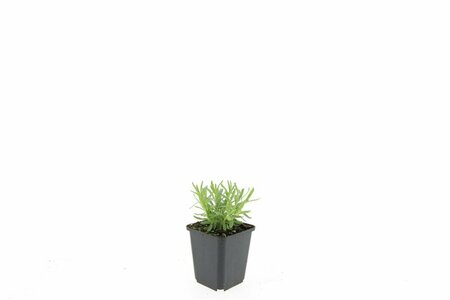 Lavandula angustifolia 'Munstead' C1.5 - afbeelding 4