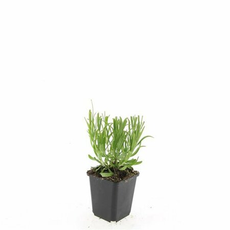 Lavandula angustifolia 'Munstead' C1.5 - afbeelding 5