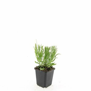 Lavandula angustifolia 'Munstead' C1.5 - afbeelding 5