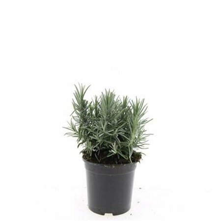 Lavandula angustifolia 'Munstead' C1.5 - afbeelding 18