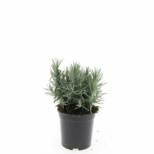 Lavandula angustifolia 'Munstead' C1.5 - afbeelding 18