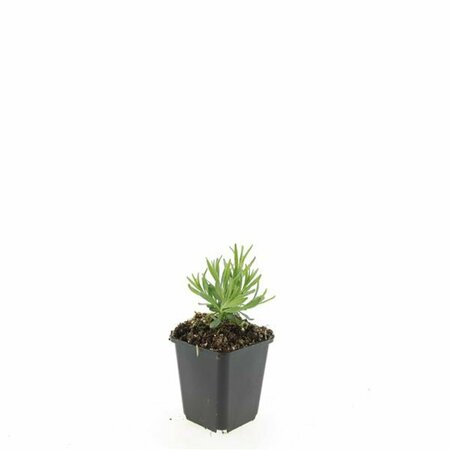 Lavandula angustifolia 'Munstead' C1.5 - afbeelding 6