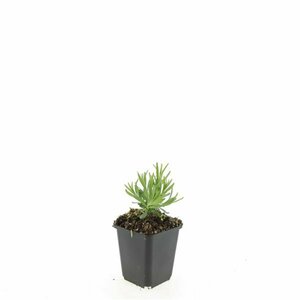 Lavandula angustifolia 'Munstead' C1.5 - afbeelding 6