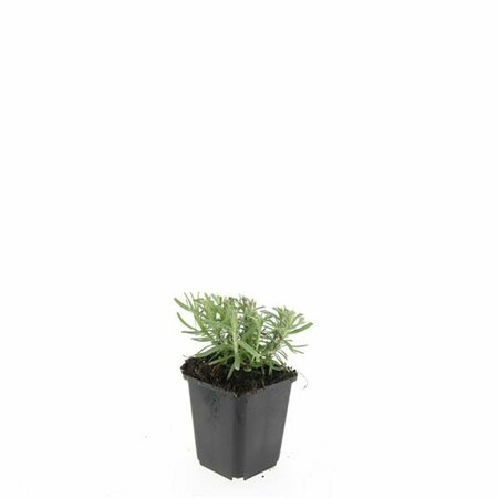 Lavandula angustifolia 'Munstead' C1.5 - afbeelding 7