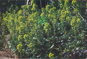 Euphorbia amygdaloides robbiae P9 - afbeelding 5