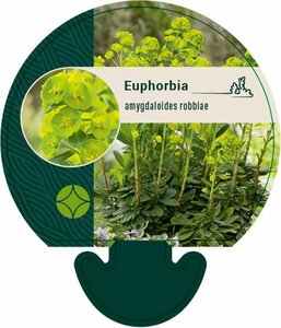 Euphorbia amygdaloides robbiae P9 - afbeelding 2